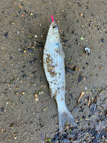 ボラの釣果