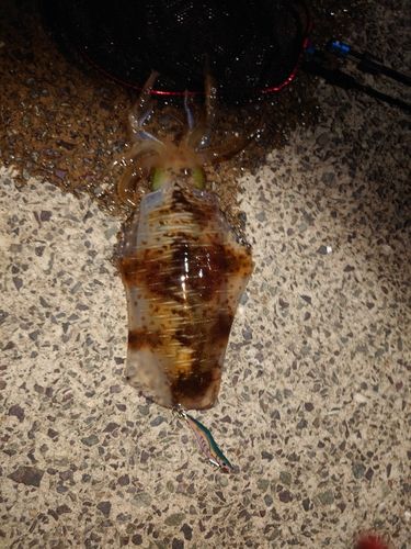 アオリイカの釣果