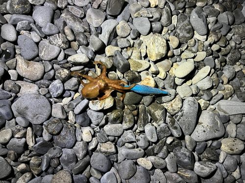 タコの釣果