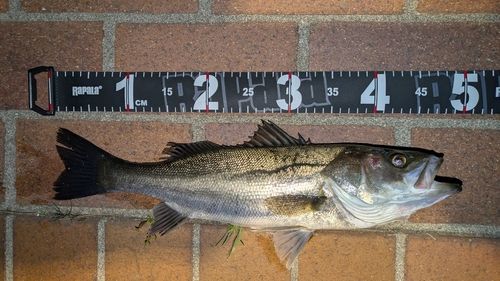 シーバスの釣果