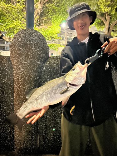 ヒラスズキの釣果