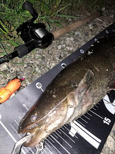 ナマズの釣果