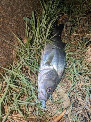 セイゴ(マルスズキ)の釣果