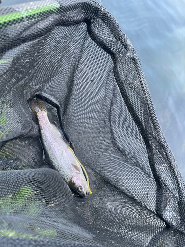 ニジマスの釣果