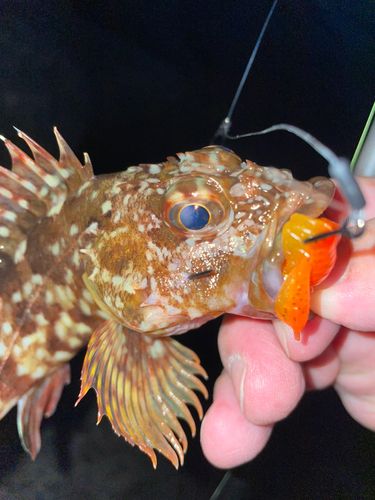カサゴの釣果