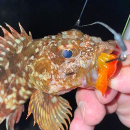 カサゴ