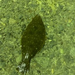 ヒラメ