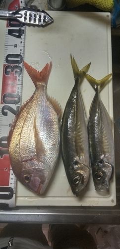 チダイの釣果
