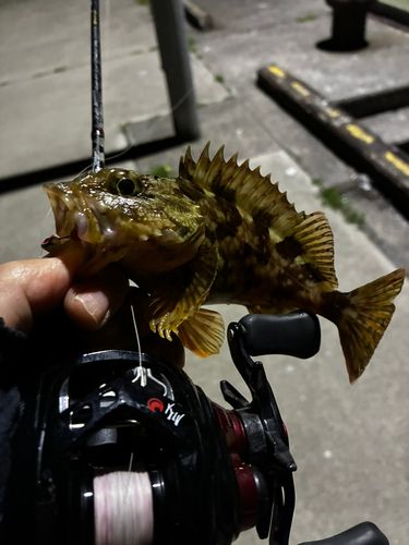 アラカブの釣果