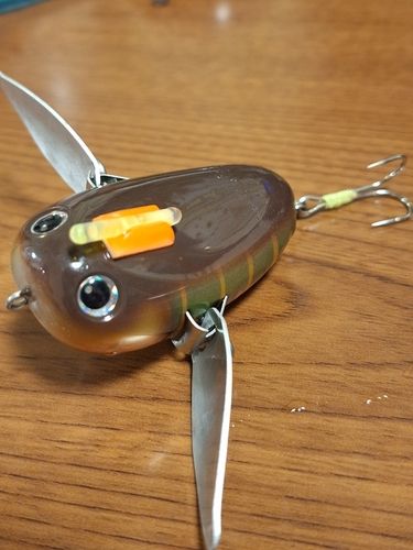 マナマズの釣果
