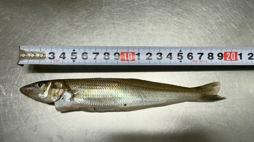 キスの釣果
