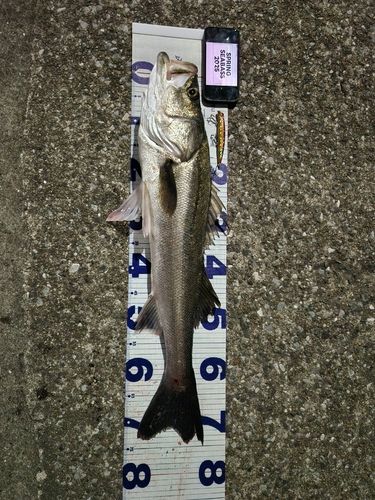 スズキの釣果