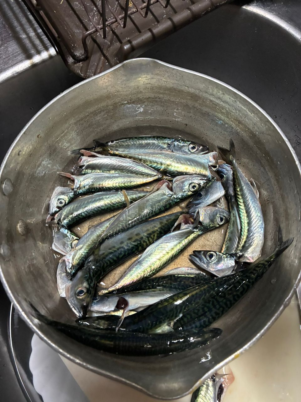 クロダイ