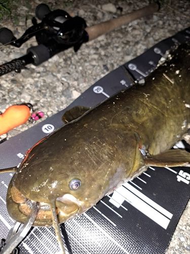 ナマズの釣果