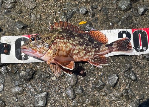 アラカブの釣果