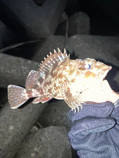 カサゴの釣果