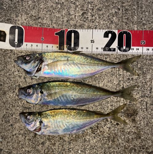 マアジの釣果