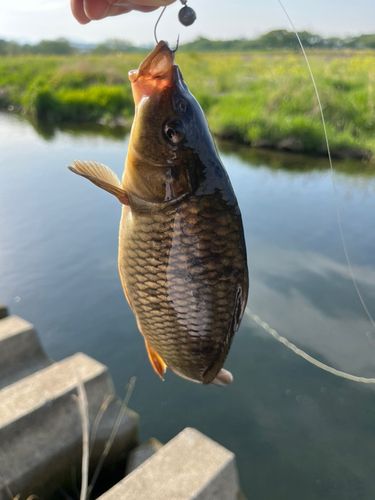マブナの釣果