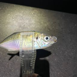 アジ