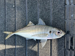 マルアジの釣果