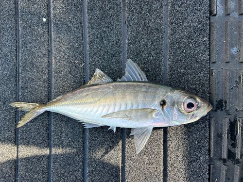 マルアジの釣果