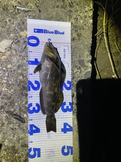 アイナメの釣果