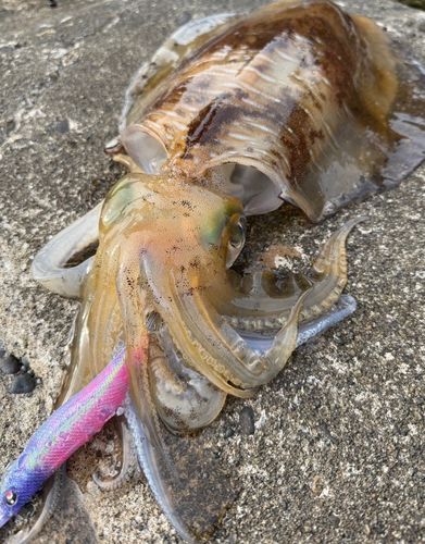 アオリイカの釣果