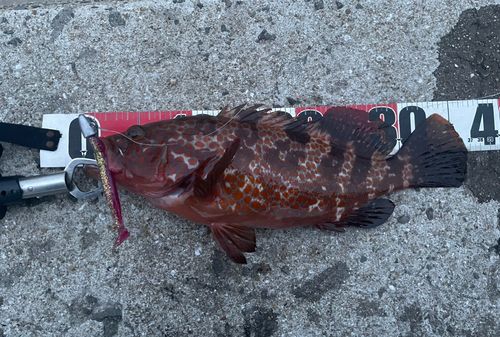 キジハタの釣果