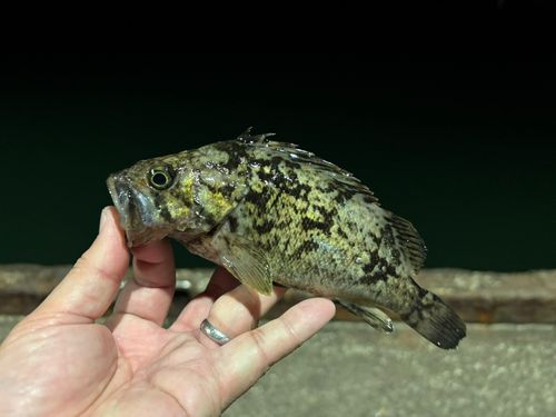 クロソイの釣果