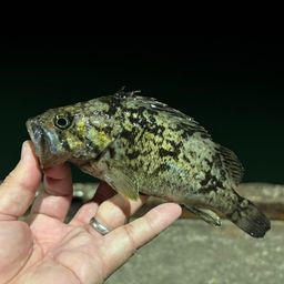 クロソイ