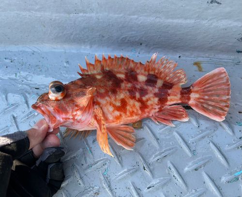 カサゴの釣果