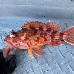 カサゴ