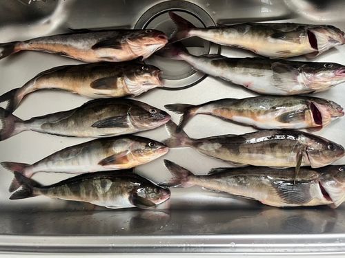ホッケの釣果