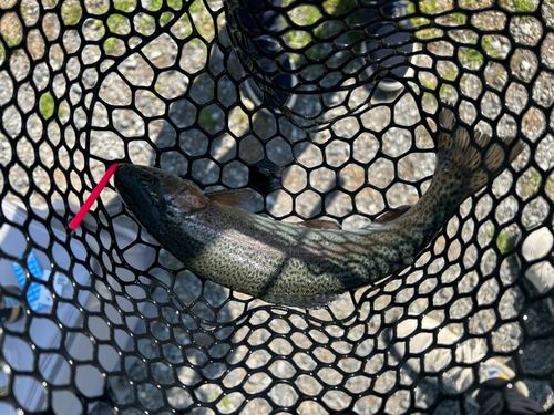 ニジマスの釣果