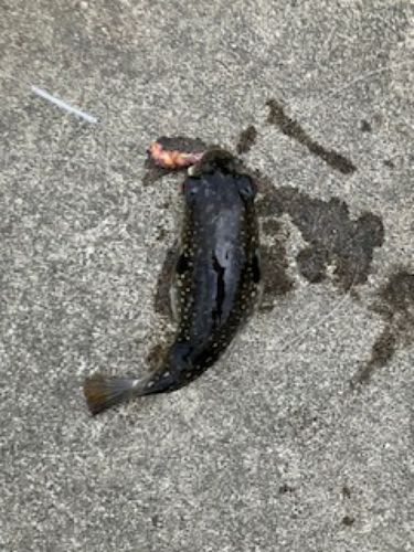クサフグの釣果