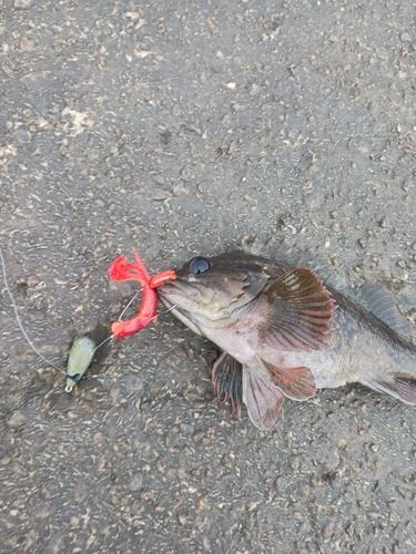 ムラソイの釣果