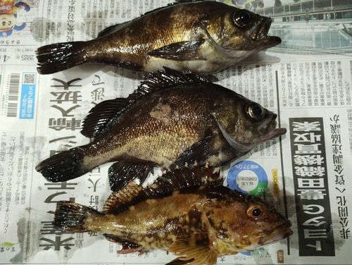 メバルの釣果