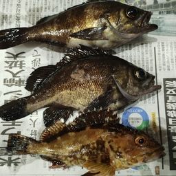 メバル