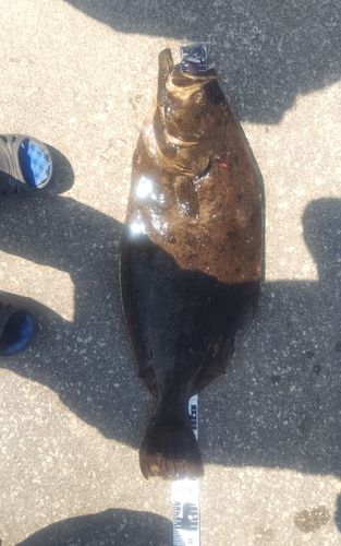 ヒラメの釣果