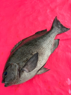クチブトグレの釣果