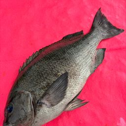 クチブトグレ