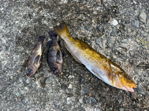 アイナメの釣果