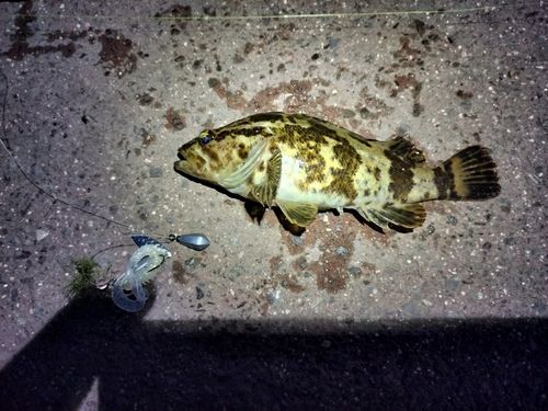 タケノコメバルの釣果