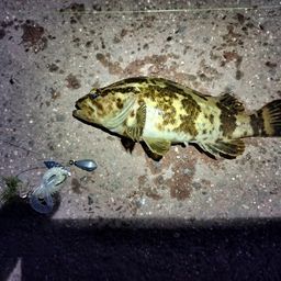 タケノコメバル