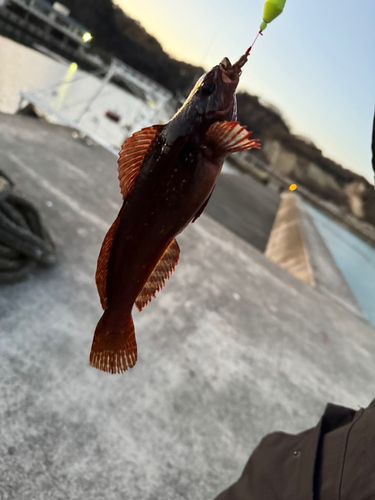 クジメの釣果