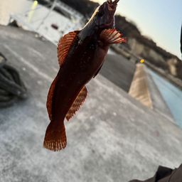 クジメ