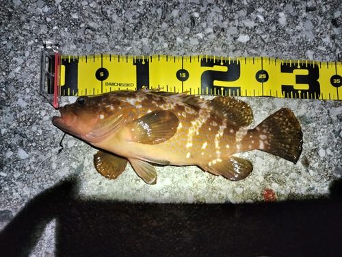 キジハタの釣果