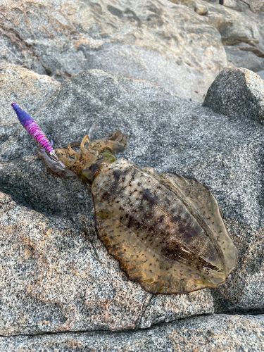 アオリイカの釣果
