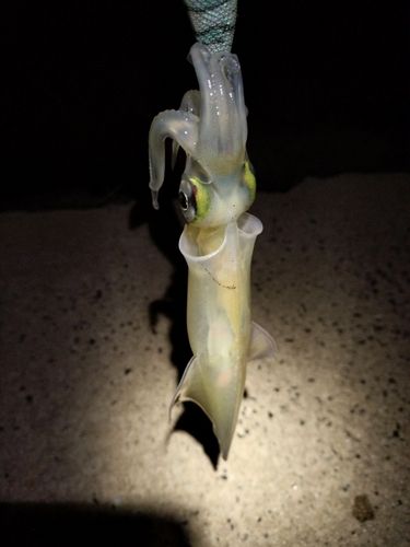 ヤリイカの釣果