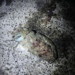 コウイカ